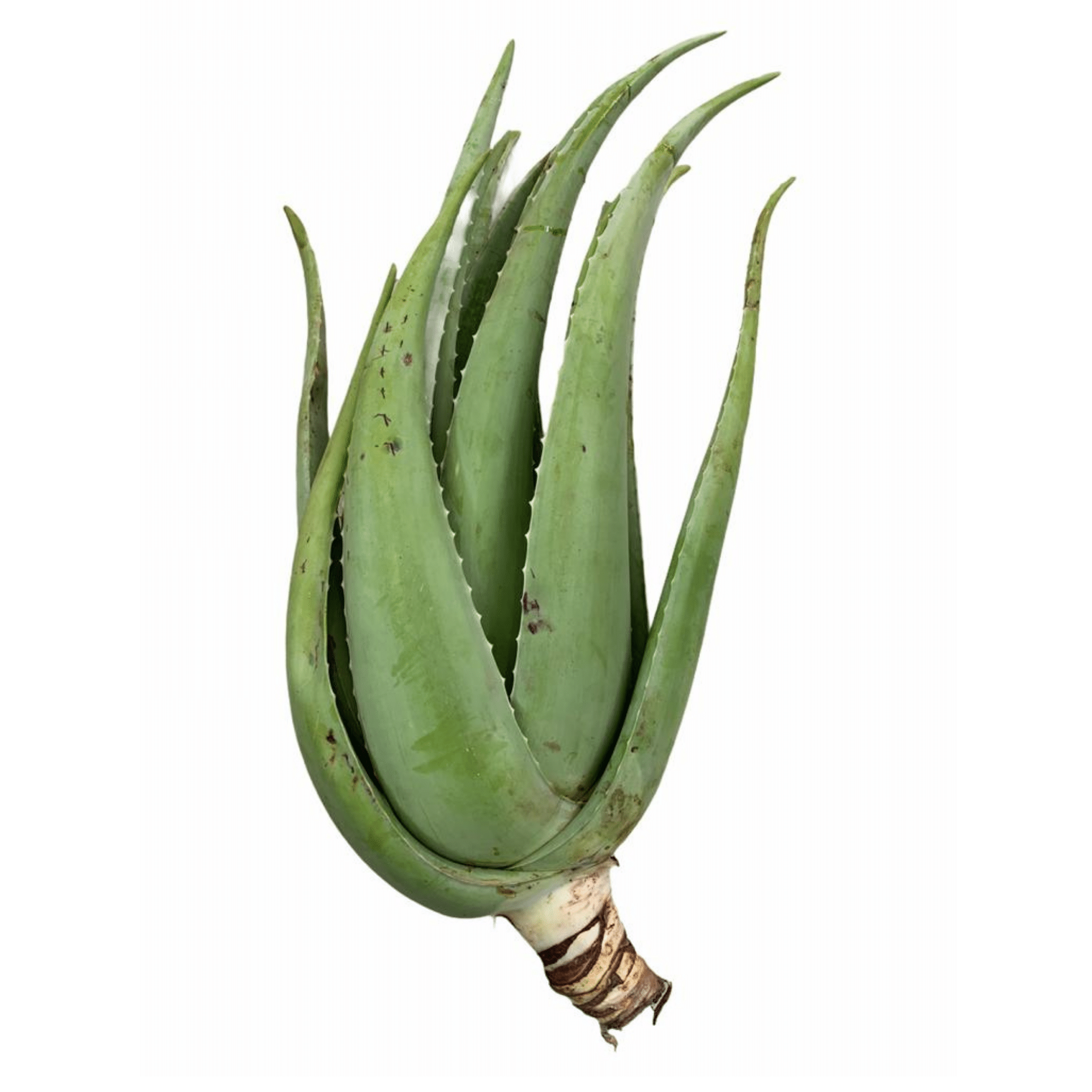 manipuleren omringen vaak Adult Aloe Vera Plant - Organic Certified - VonDerWeid