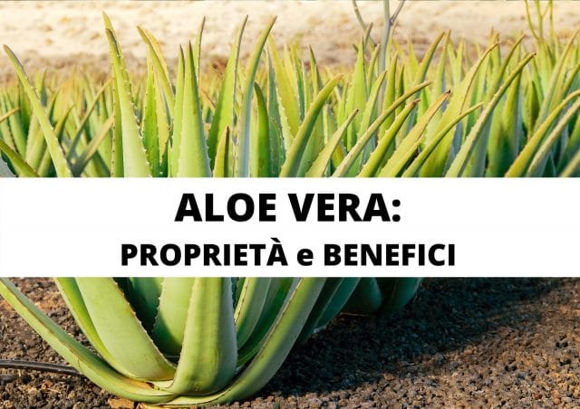 aloe vera proprietà