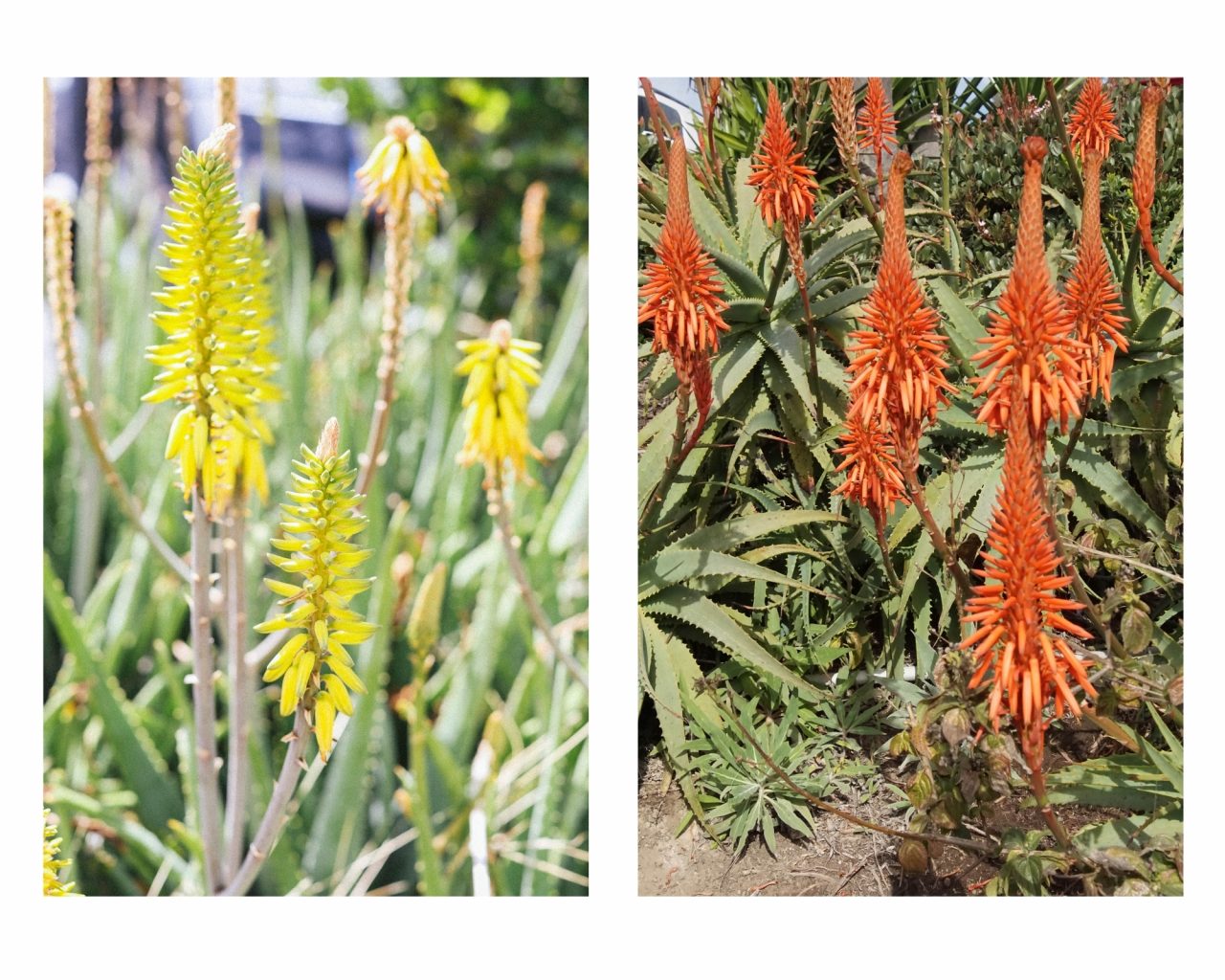 Aloe Vera And Aloe Arborescens What Are The Main Differences 2853