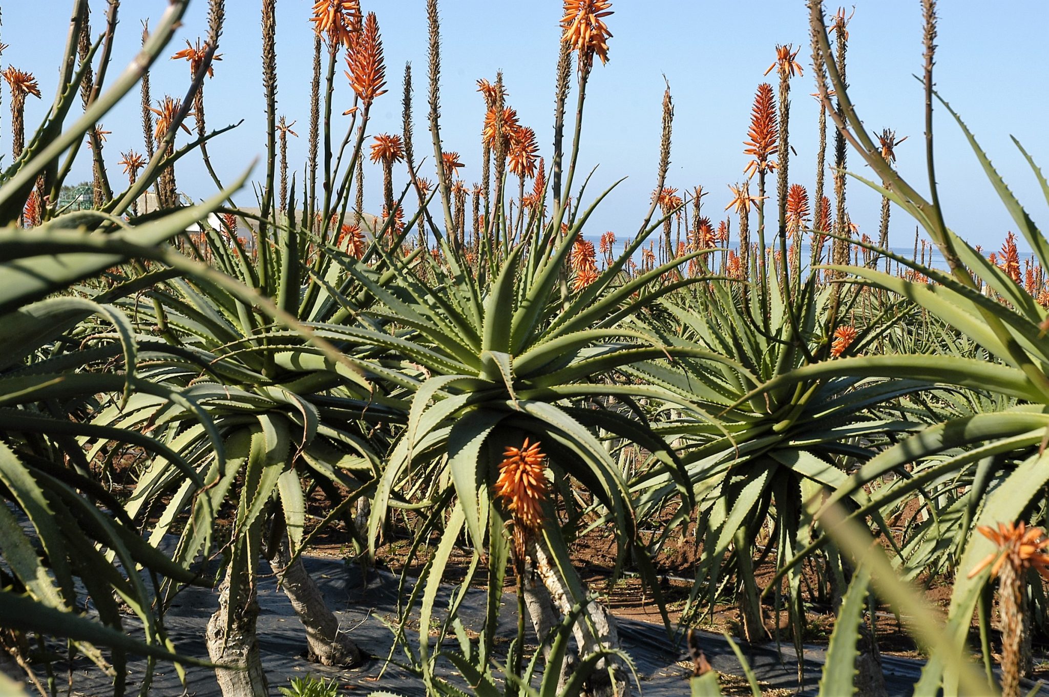 Aloe Arborescens Vs Aloe Vera Differenze Proprietà E Benefici 4624