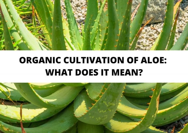 Aloe Vera And Aloe Arborescens What Are The Main Differences 4238