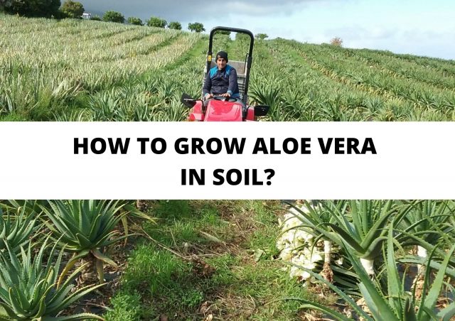 grow aloe vera in soil