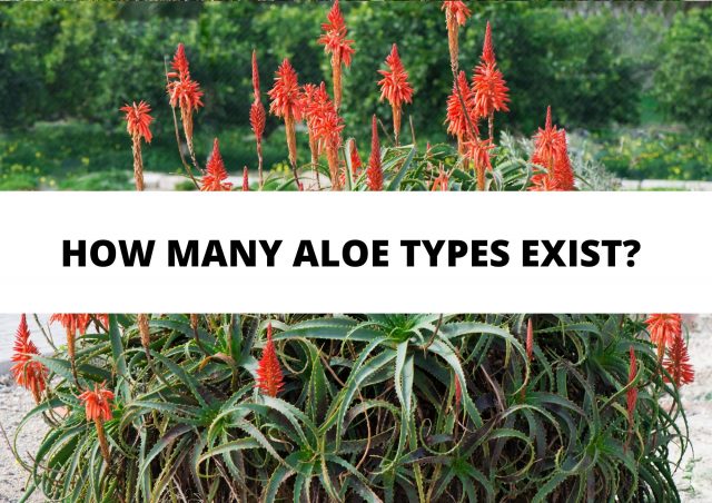 aloe types