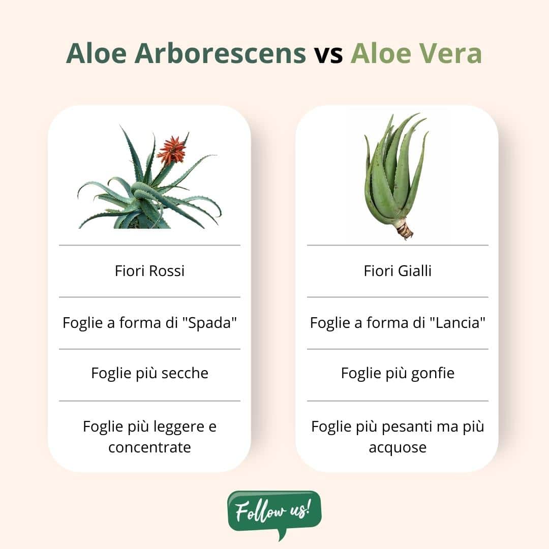 Aloe Arborescens Juice The Elixir Of Long Life Vonderweid 3976