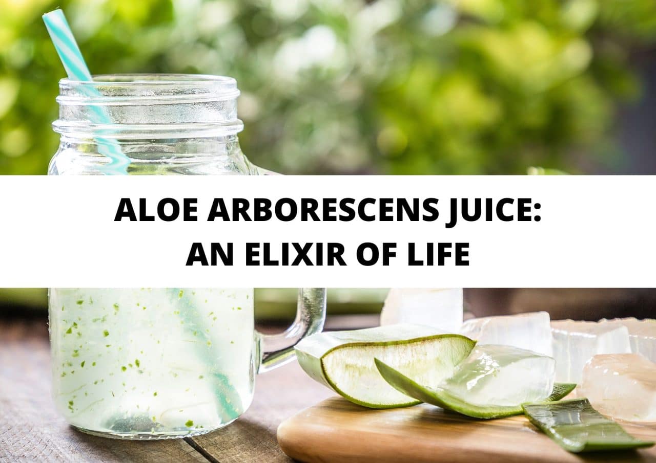 aloe arborescens juice drink