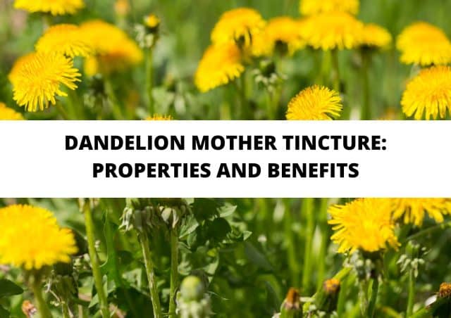 dandelion mother tincture