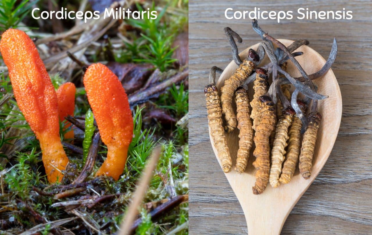 cordycep sinensis vs militaris